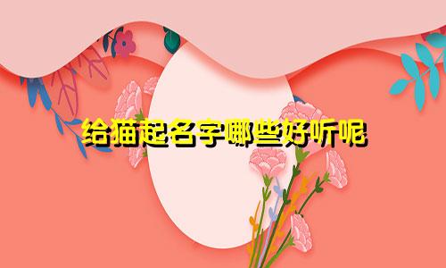 给猫起名字哪些好听呢